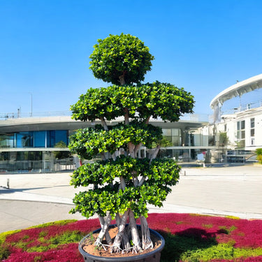 Ficus Bonsai - X shaped 2.0-2.5m
